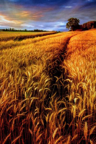For Amber Waves of Grain - Color Photography - One Image