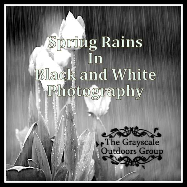 Spring Rains In Black and White Photography
